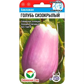 Баклажан Голубь сизокрылый 20шт