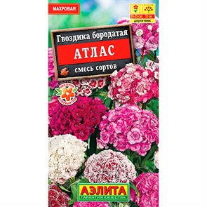 Гвоздика турецкая Атлас смесь