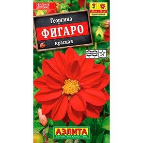 Георгина Фигаро красная