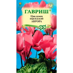 Цикламен Аврора персидский 3шт