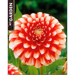 {{productViewItem.photos[photoViewList.activeNavIndex].Alt || productViewItem.photos[photoViewList.activeNavIndex].Description || 'Георгина Бордюрная Мьюзет'}}