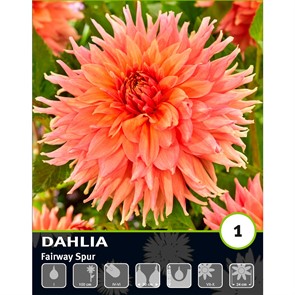 Георгина Декоративная Фейрвей Спур