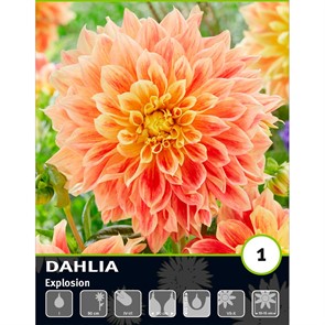 Георгина Декоративная Эксплоужн