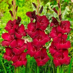 Гладиолус крупноцветковый Эт Найт (3)