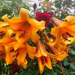 Лилия трубчатая Африкан Квин