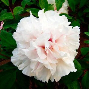 Пион Снежная Крепость