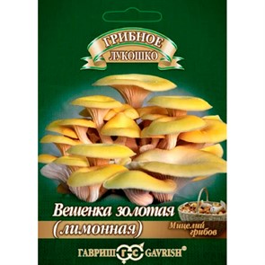 Вешенка золотая Лимонная на древесной палочке 12шт