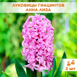 {{productViewItem.photos[photoViewList.activeNavIndex].Alt || productViewItem.photos[photoViewList.activeNavIndex].Description || 'Гиацинт садовый Анна Лиза (2)'}}