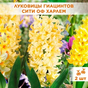 {{productViewItem.photos[photoViewList.activeNavIndex].Alt || productViewItem.photos[photoViewList.activeNavIndex].Description || 'Гиацинт садовый Сити Оф Харлем (2)'}}
