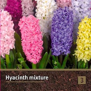 Гиацинт садовый Микс (3)