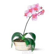 Орхидея Фаленопсис 12/55 - фото 10135