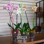 Держатель для орхидей Сердце Н-55см - фото 10302