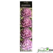 Пион Лавандовый Рассвет - фото 10376