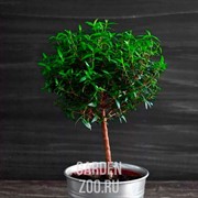 Мирт 12/32 - фото 10464