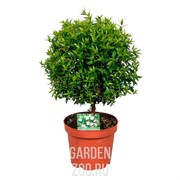 Мирт 12/32 - фото 10465