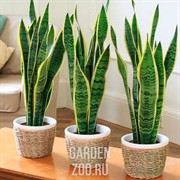 Сансивьера 23/85 - фото 11142