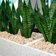 Сансивьера 23/85 - фото 11143