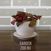 Горшки для цветов ФЛОКС - фото 11228 Горшки для цветов ФЛОКС - фото 11228