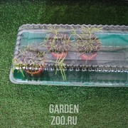 Парник на подоконник 3 места - фото 11488