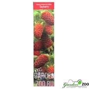 Малина-Ежевичный Гибрид - фото 11622