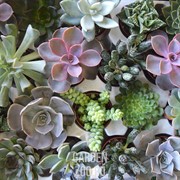 Суккулент 5/10 - фото 11784