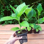 Гортензия крупнолистная Р9 - фото 13257