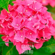 Гортензия крупнолистная Р9 - фото 13258