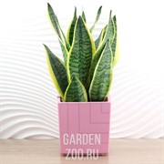 Горшок Квадро 3,3л вереск с вкладкой - фото 13641