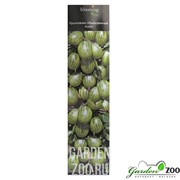 Крыжовник обыкновенный Карлин - фото 14109