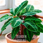 Калатея Варшевича 19/70 - фото 14437