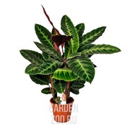 Калатея Варшевича 19/70 - фото 14438