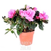 Азалия 15 - фото 14443