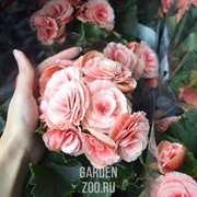 Бегония Микс 12/27 - фото 14445