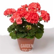 Пеларгония 23 - фото 17128