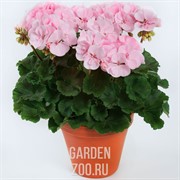 Пеларгония 23 - фото 17129