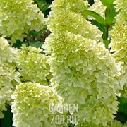 Гортензия метельчатая Меджикал Кэндл С15 40-50 - фото 17216