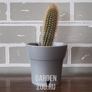 Горшок ДАЛИ 0,6л дымчатый серый-серый - фото 17526