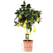 Цитрофортунелла Лимон 22/85 - фото 17759