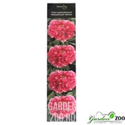 Пион Мерцающая Звезда - фото 18951