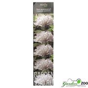 Пион Снежная Крепость - фото 18955