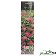 Спирея японская Дартс Ред - фото 18957