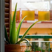 Алое Вера 12/30 - фото 19634