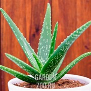 Алое Вера 12/30 - фото 19635