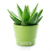 Алое Вера 12/30 - фото 19636