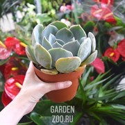 Эхеверия 12/15 - фото 19639