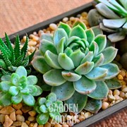 Эхеверия 12/15 - фото 19640