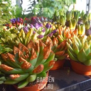 Эхеверия 12/15 - фото 19641