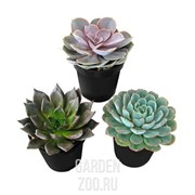 Эхеверия 12/15 - фото 19642