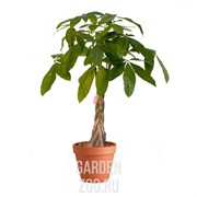 Пахира Акватика 14/45 - фото 19651