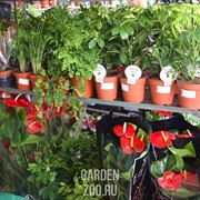 Шефлера 13/45 - фото 19660